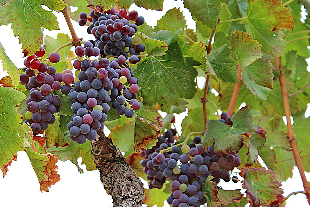 Druiventrossen in de wijnvallei van Jalón aan de Costa Blanca Noord.